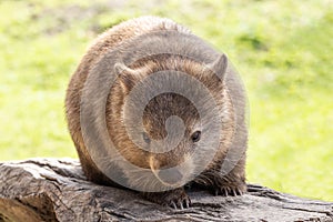 Common Wombat