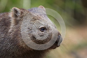 Common Wombat close up portrait