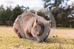 Common Wombat eating grass in a field.