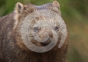 Common wombat face close up