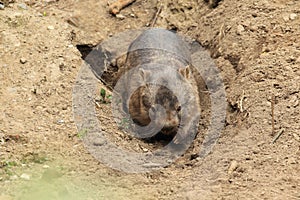 Common wombat
