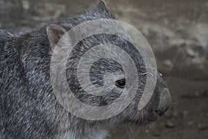 Common wombat looking out at the world