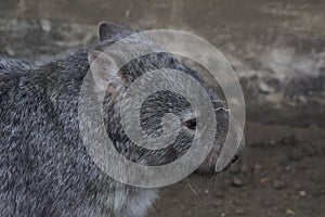 Common wombat looking out at the world