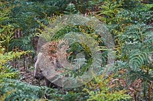 Common Wombat in the Tasmanian scenery, Maria Island near Tasmania.