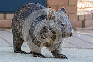 Wombat in urban setting in Australia photo