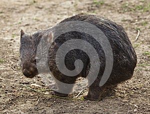 Common wombat Vombatus ursinus