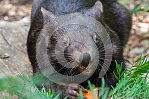 Common wombat Vombatus ursinus
