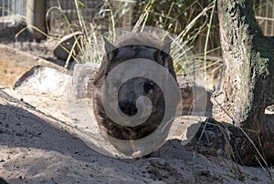 A Common Wombat (Vombatus ursinus)