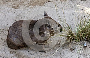 A Common Wombat (Vombatus ursinus)