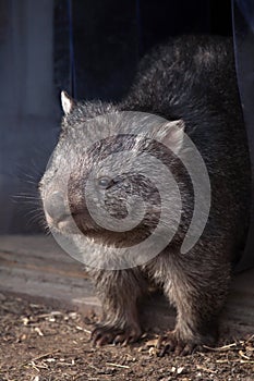 Common wombat (Vombatus ursinus).