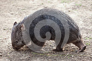 Common wombat (Vombatus ursinus).