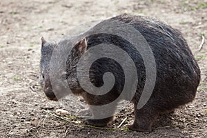 Common wombat (Vombatus ursinus).