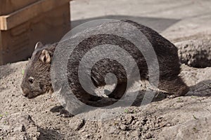 Common wombat Vombatus ursinus.