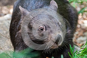 Common wombat Vombatus ursinus in Australia