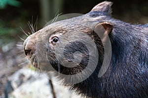 Common wombat Vombatus ursinus in Australia