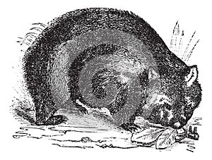 Common wombat or Vombatus ursinus vintage engraving