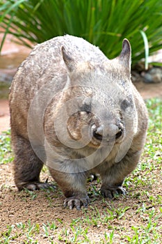Common Wombat vombatus ursinus, wildlife.