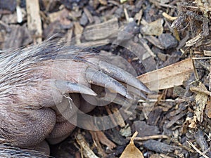 A Common Wombats long nails.