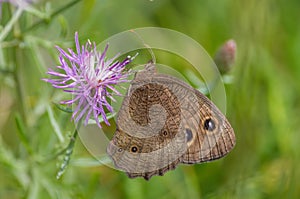 Common wood-nymph butterfly on purple wildflower in the grasslands of the Crex Meadows Wildlife Area in Northern Wisconsin