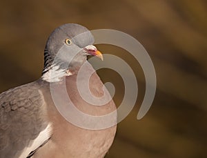 Common wood pidgeon