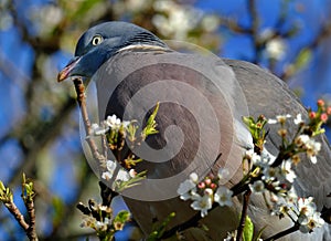 The common wood pigeon, also known as simply wood pigeon,