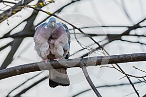 Common wood pigeon on a branch -  Columba palumbus