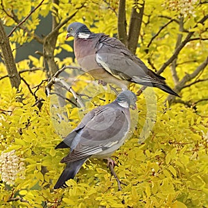 Common Wood Pigeon Columba palumbus