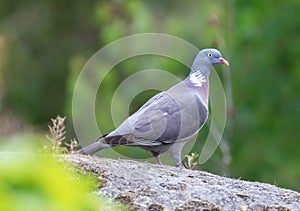 Common wood pigeon Columba palumbus.