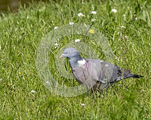 Common Wood Pigeon, Columba palumbus