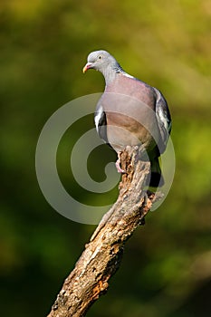 Common wood pigeon (Columba palumbus