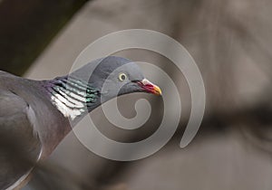 Common wood pigeon, Columba palumbus.