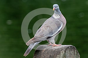 Common Wood Pigeon Columba palumbus on the ground