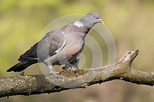 Common wood pigeon Columba palumbus, large species of dove sitting on mossy branch. Green diffused background with evening light