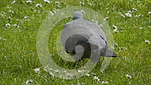 The common wood pigeon (Columba palumbus) looking for food and walking among the green grass