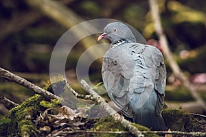 Common wood pigeon (Columba palumbus) perched on a dead tree on the ground in the forest