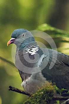 Common wood pigeon (Columba palumbus) perched on a tree branch against a green background
