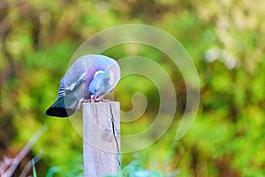 Common Wood Pigeon (Columba palumbus) perched on a wooden post on a spring morning, eating seeds, in London