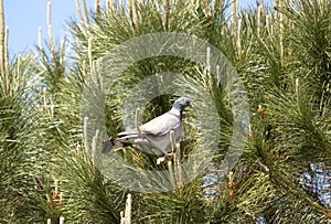 Common wood pigeon