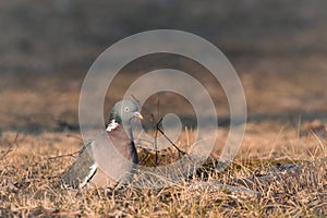 Common wood pigeon (Columba palumbus) sitting on the dried grassy ground in the field of Finland