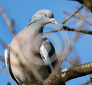 The common wood pigeon or common woodpigeon,