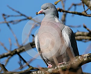 The common wood pigeon or common woodpigeon,