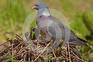 Common wood pigeon with flies resting on him
