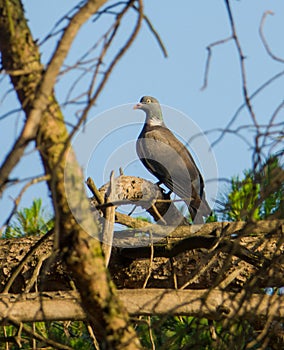 Common Wood Pigeon on Pine Tree