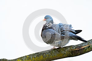 Common wood pigeon posing on old trunk