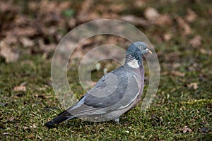 Common Wood Pigeon`s profile an early spring
