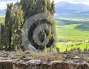 Common Wood pigeon on a stone wall in Pienza, Italy, with the Val d\'Orcea or Valdorcia in the background.