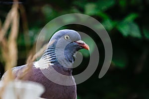 Common Wood Pigeon in UK