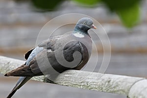 Common Wood Pigeon in UK