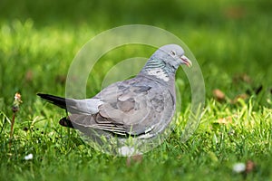 Common Wood Pigeon, Wood Pigeon, Columba palumbus