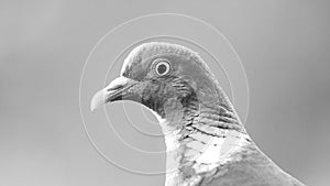 Common Wood Pigeonâ€™s portrait in B&W